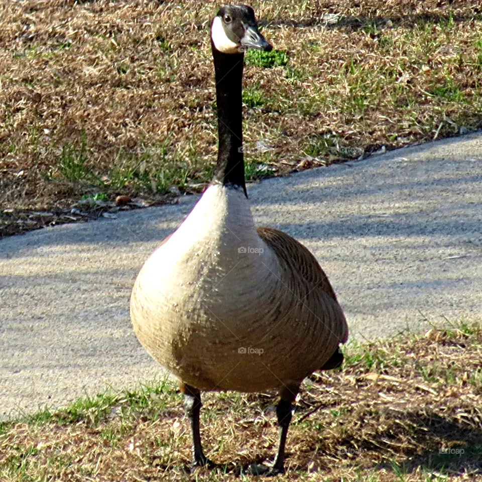Chubby Gander Goose