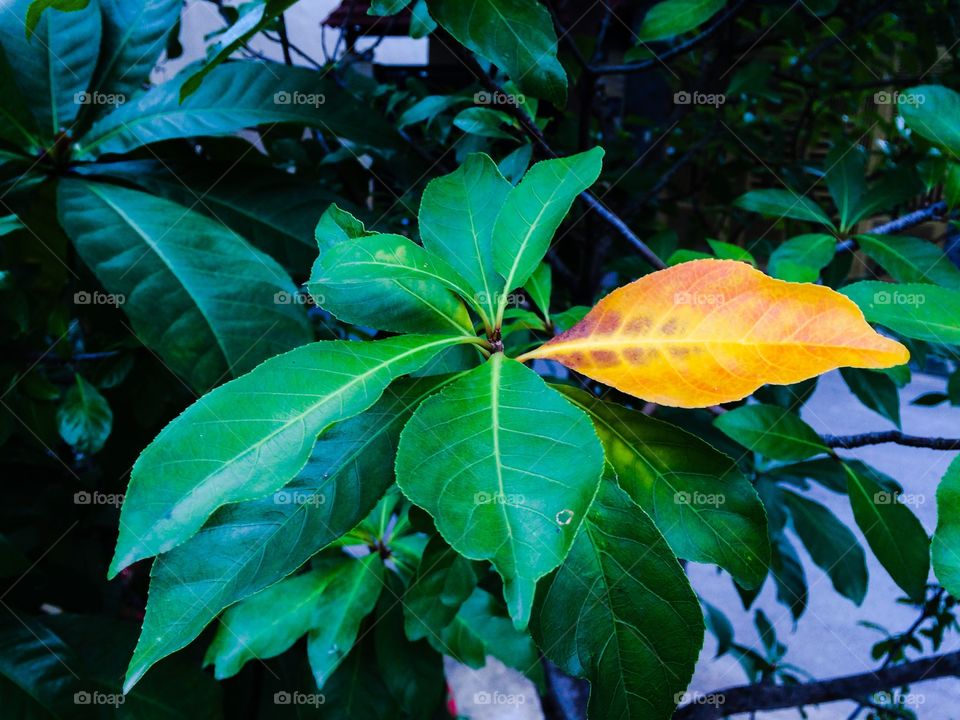 Yellow leaf on green tree