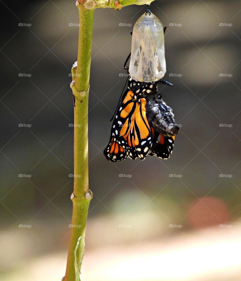 Monarch butterfly transition process. A chrysalis is the form a caterpillar takes before it emerges from its cocoon as a fully formed moth or butterfly