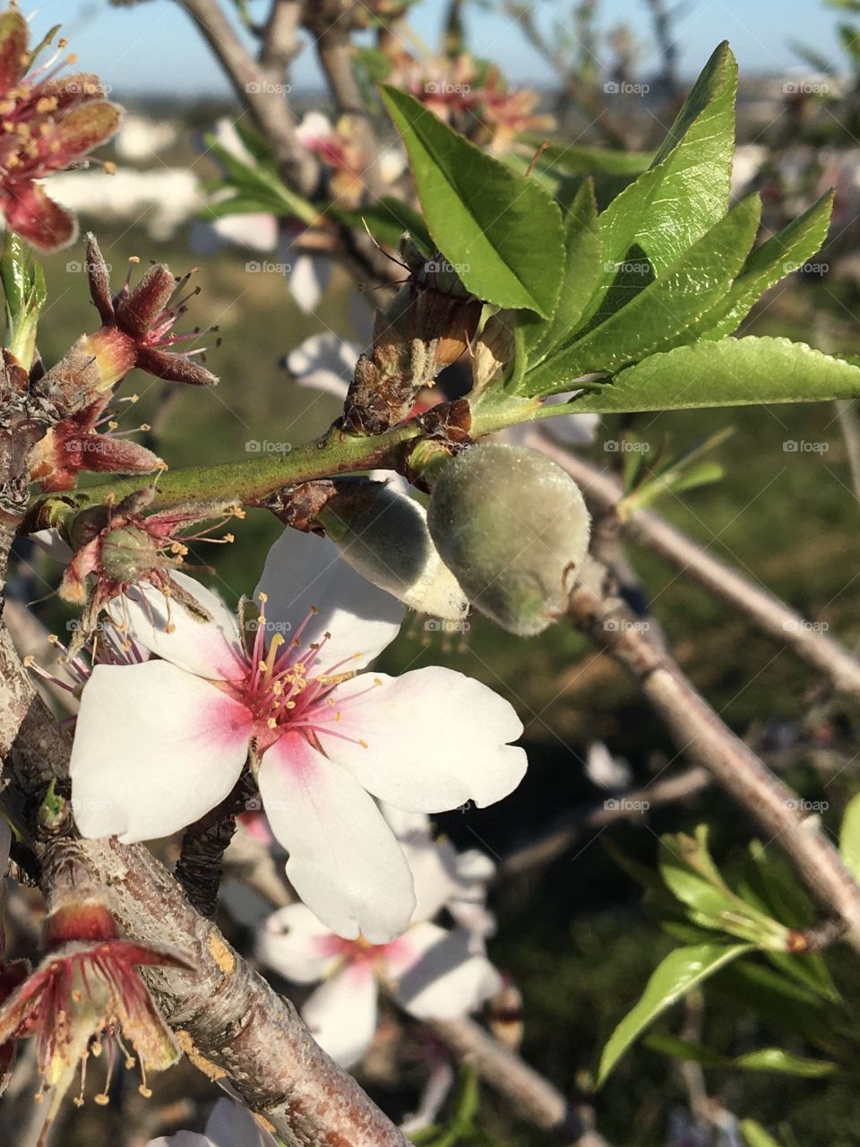 Flowers and new fruit on almond tree