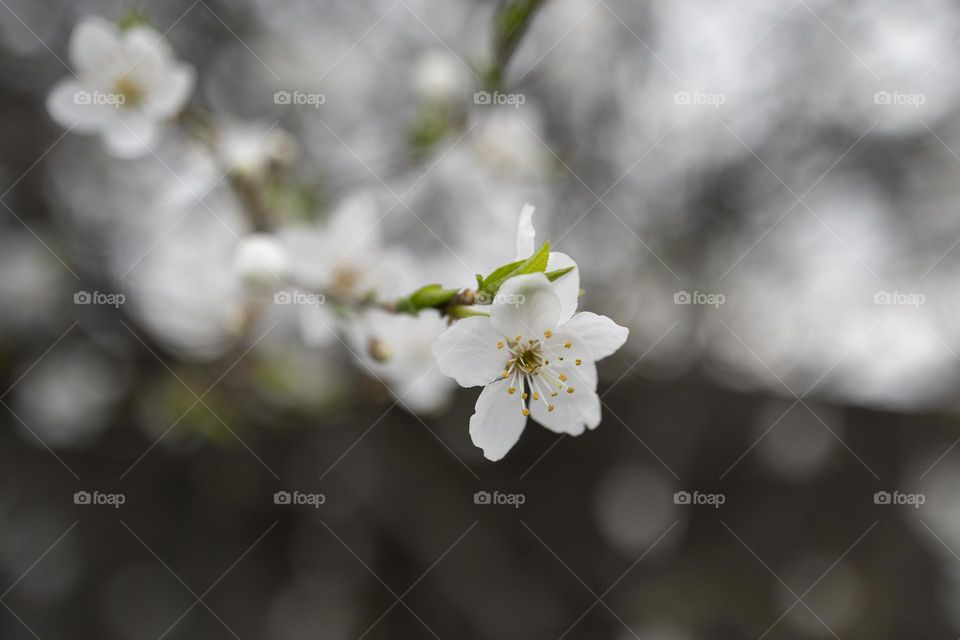 blooming tree branches at spring season.  macro shot