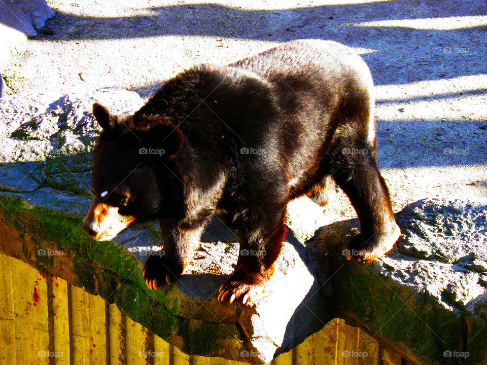 Baby dark brown fur bear illuminated by the summer sun in its habitat in the Zoo of Madrid.
