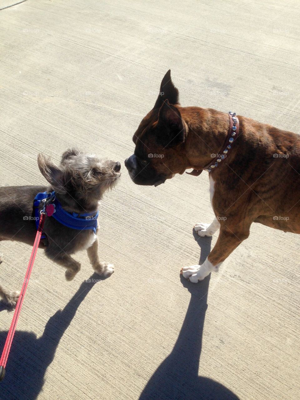 Walk a dog meet a friend