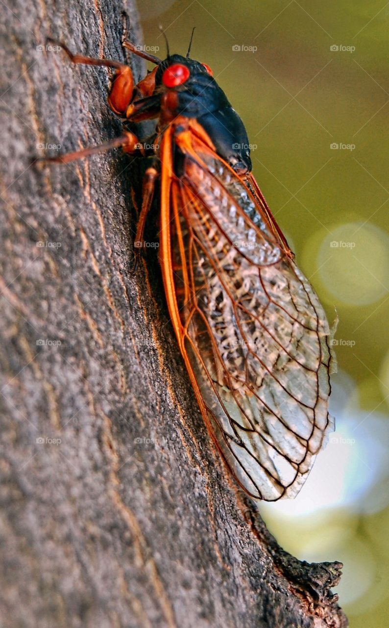 American Cicada , hanging on a stick after its molting process is completed .