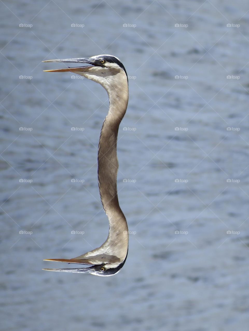 Great blue heron striking a pose.