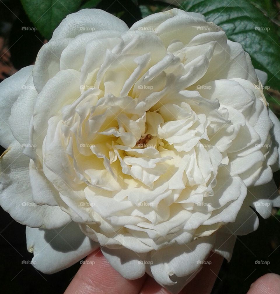 pure layered goodness