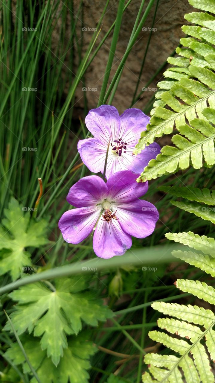 purple flower fauna Fern Floral bloom jungle landscape