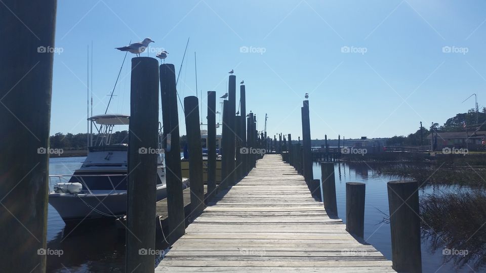 Fishing dock with seagulls