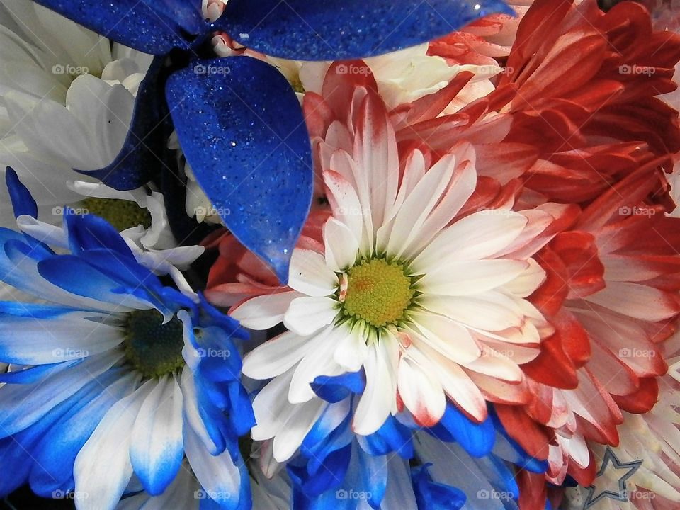 Red white and blue flowers