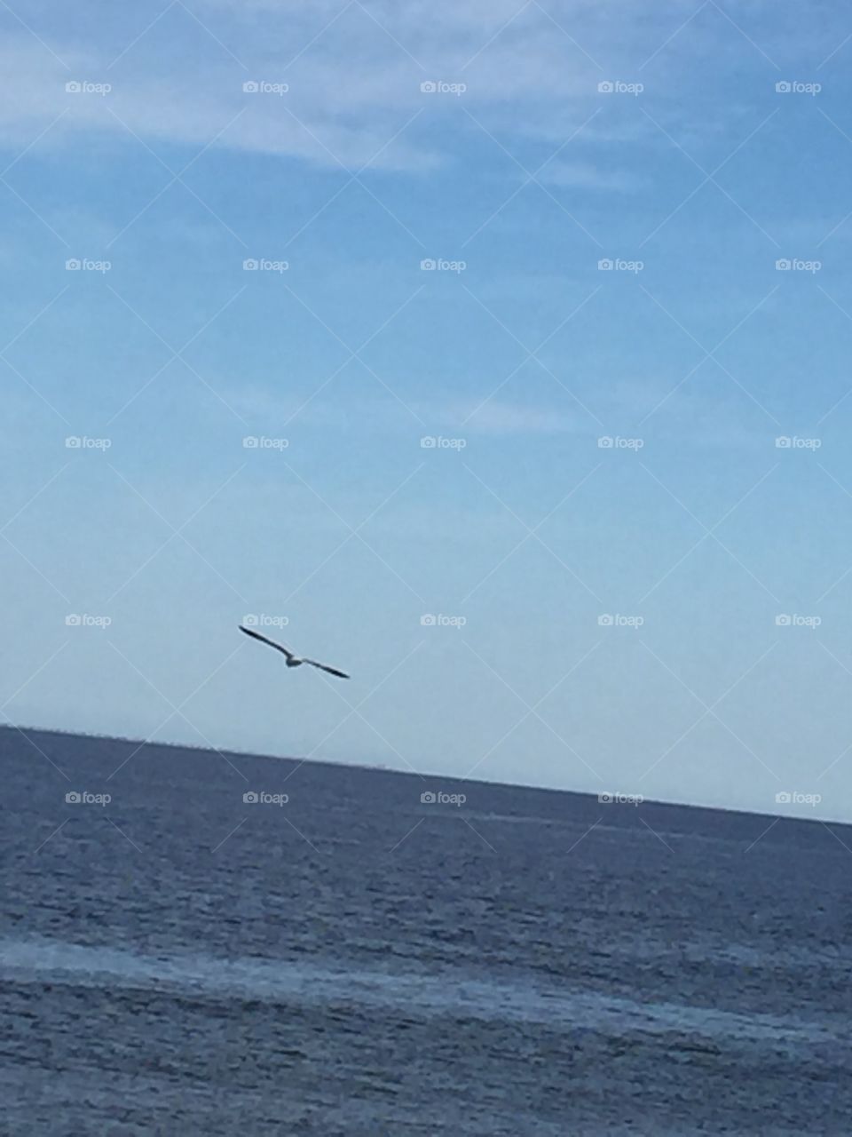 Bird flying over sea