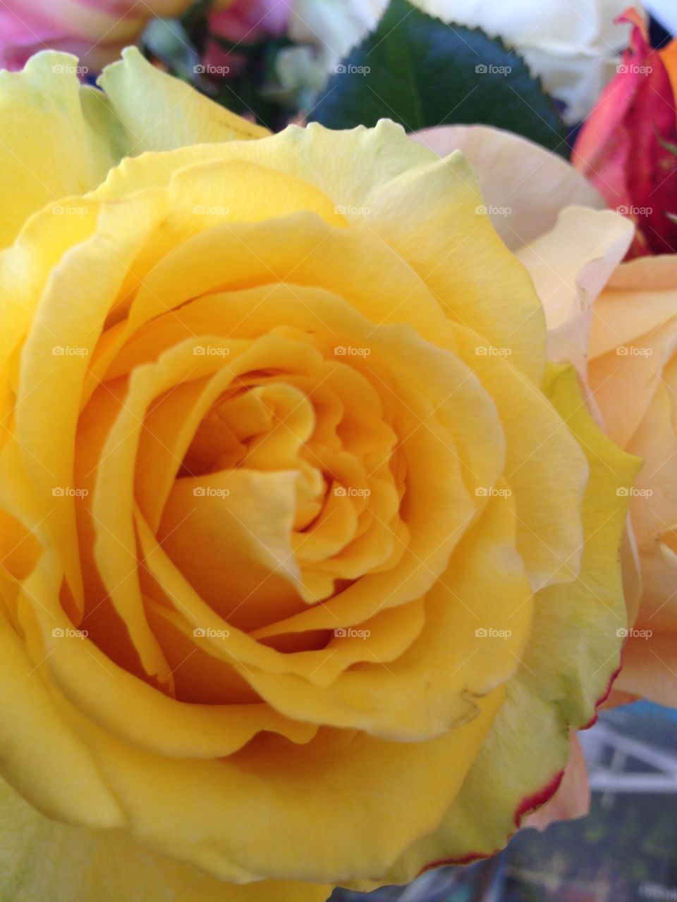 A Yellow Rose. A Yellow Rose