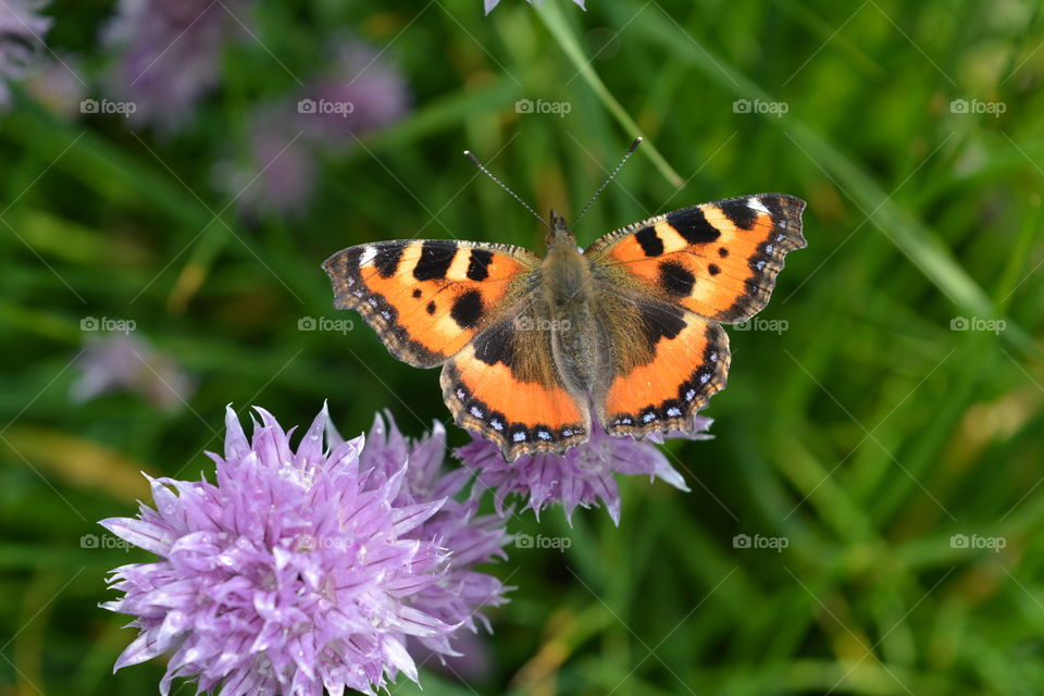 Close-up of butterfly on flower