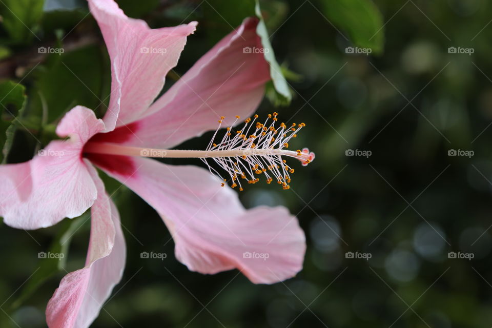 Hibiscus... Pinky flower
