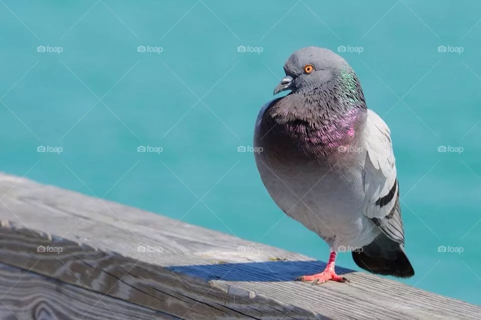 Pigeon