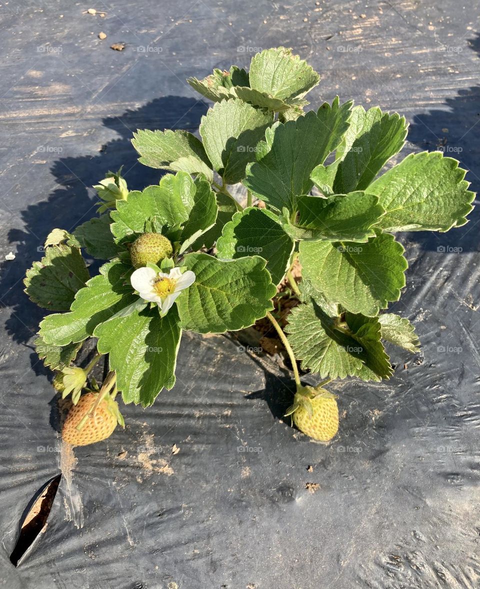 🍓🇺🇸 Strawberries!  Who said he only bears fruit?  Look at a flowering foot of these delights… / 🇧🇷 Morangos! Quem disse que ele só dá frutos? Olhe um pé florido dessas delícias…