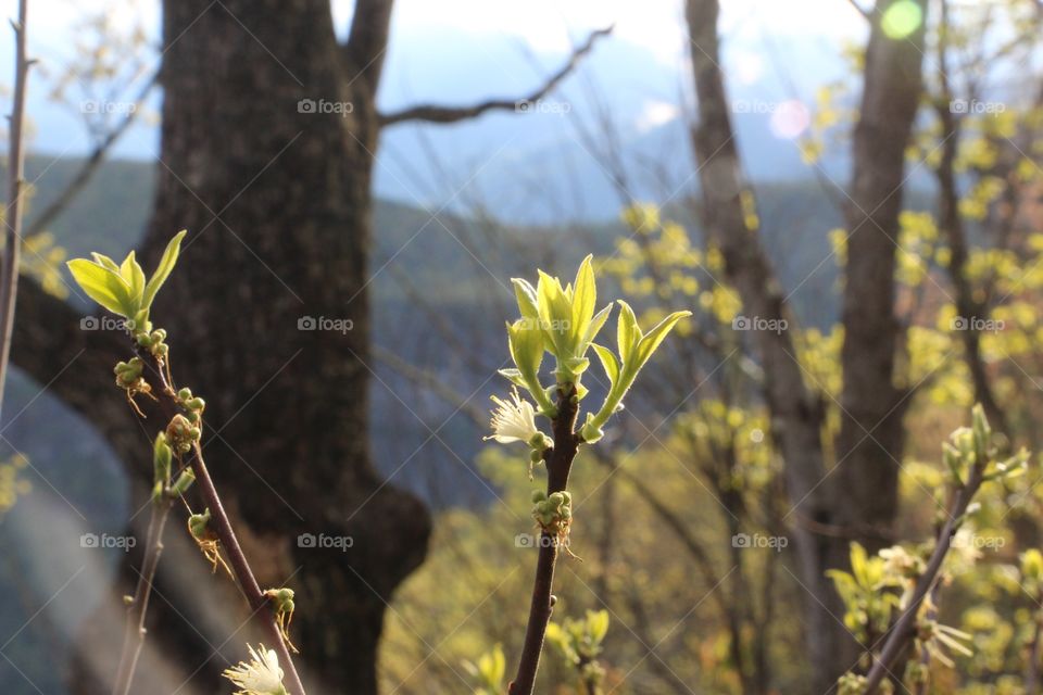 Mountaintop trail