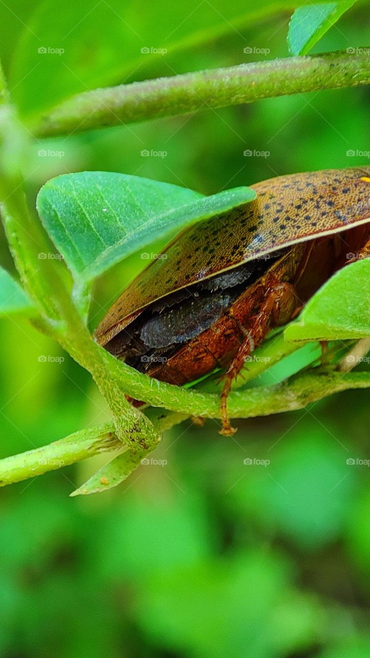 Hiding, bugs under bugs, mother bug holding her kids under the wings, lot of bugs, strange bugs, black bugs, hiding bugs