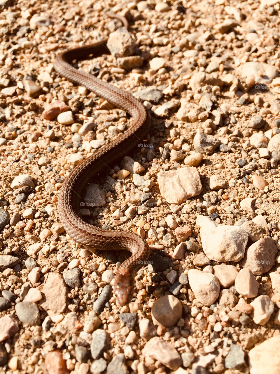 Little snake Brandon hills mb