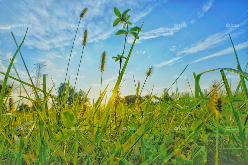 sunset behind the the grass with a bluesky