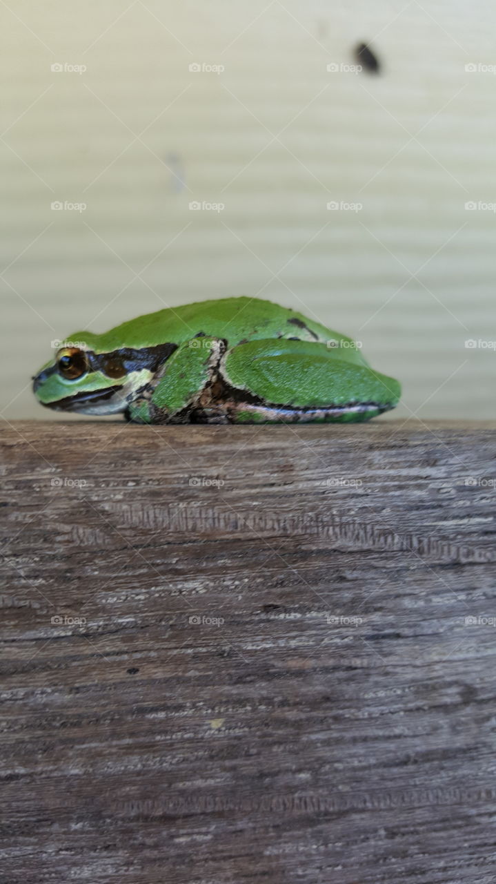 Wood, Frog, No Person, Nature, Leaf