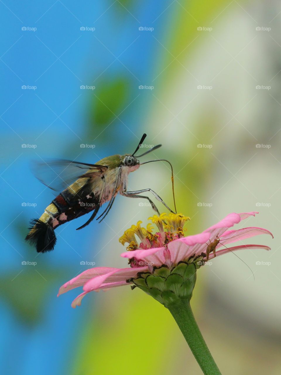 Hummingbird Hawk Moth