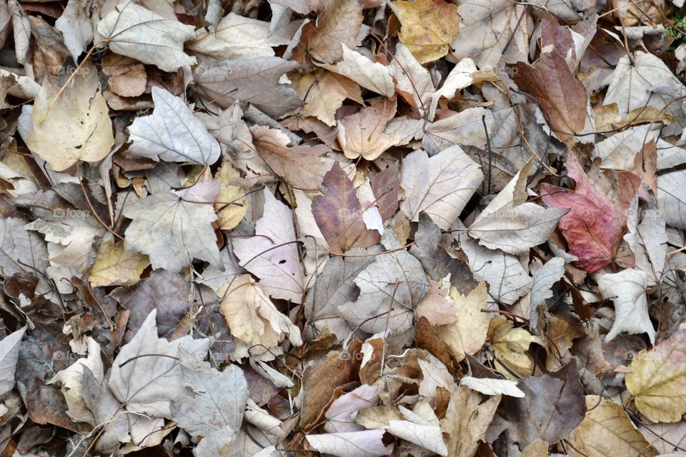 A pile of grey, brown, and orange leaves tat have fallen from a maple tree