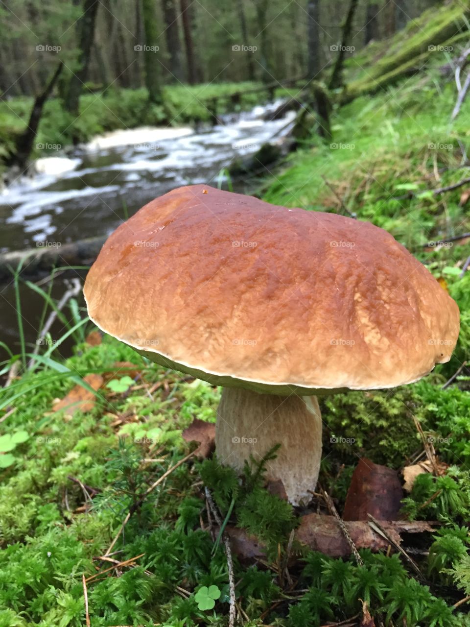 Boletus edulis