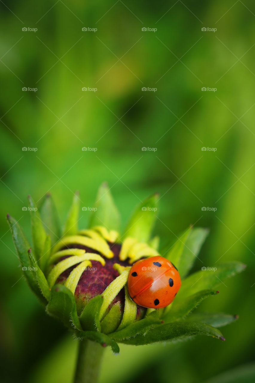 ladybug