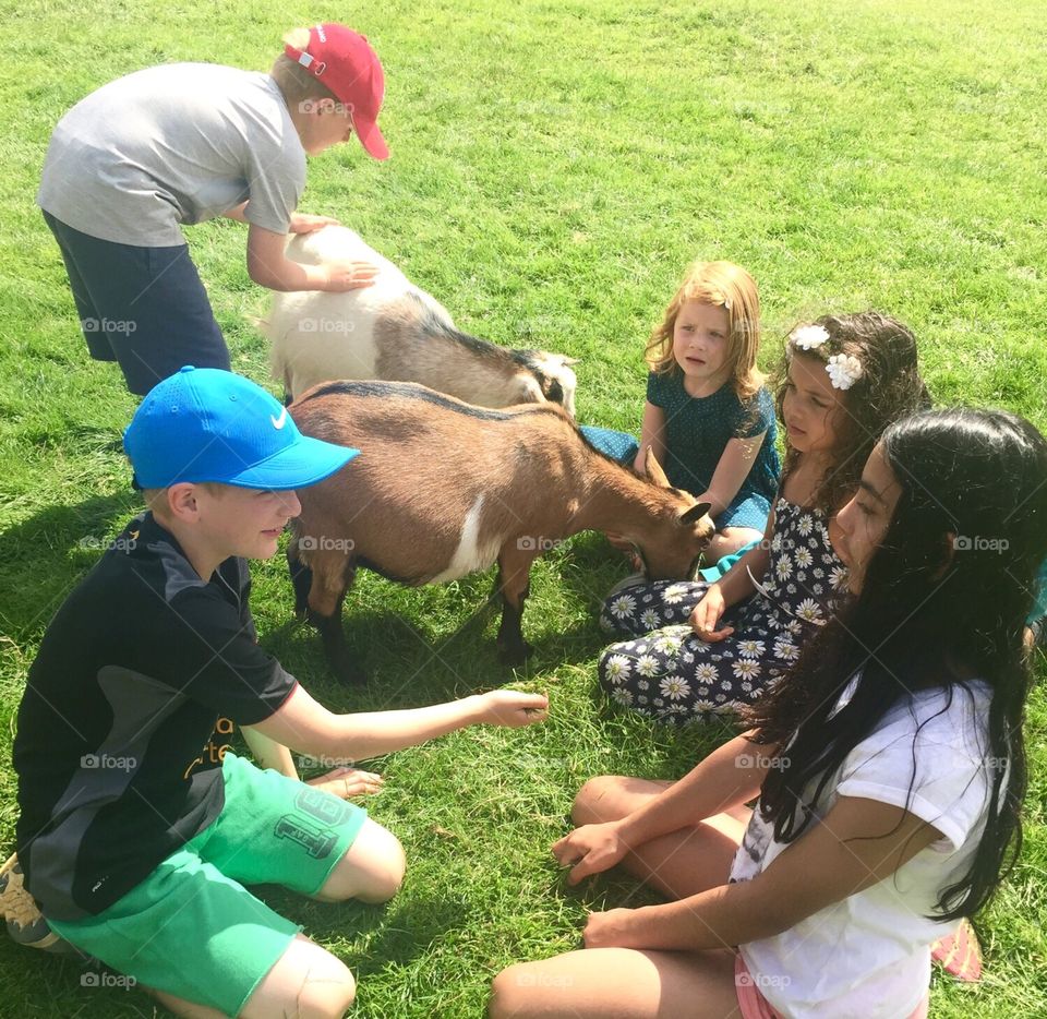 Kids playing with goats in a zoo