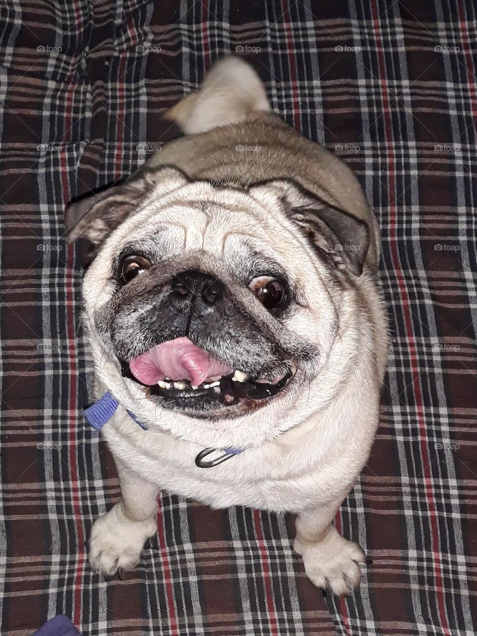my dog pug smile photo hozo