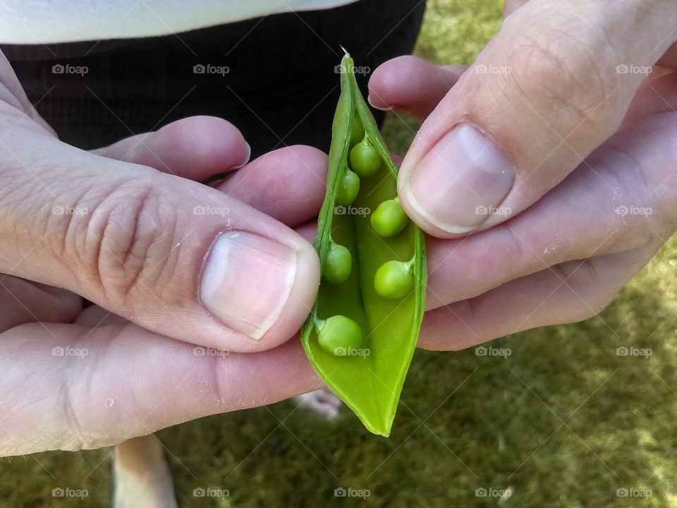 Peas In A Pod