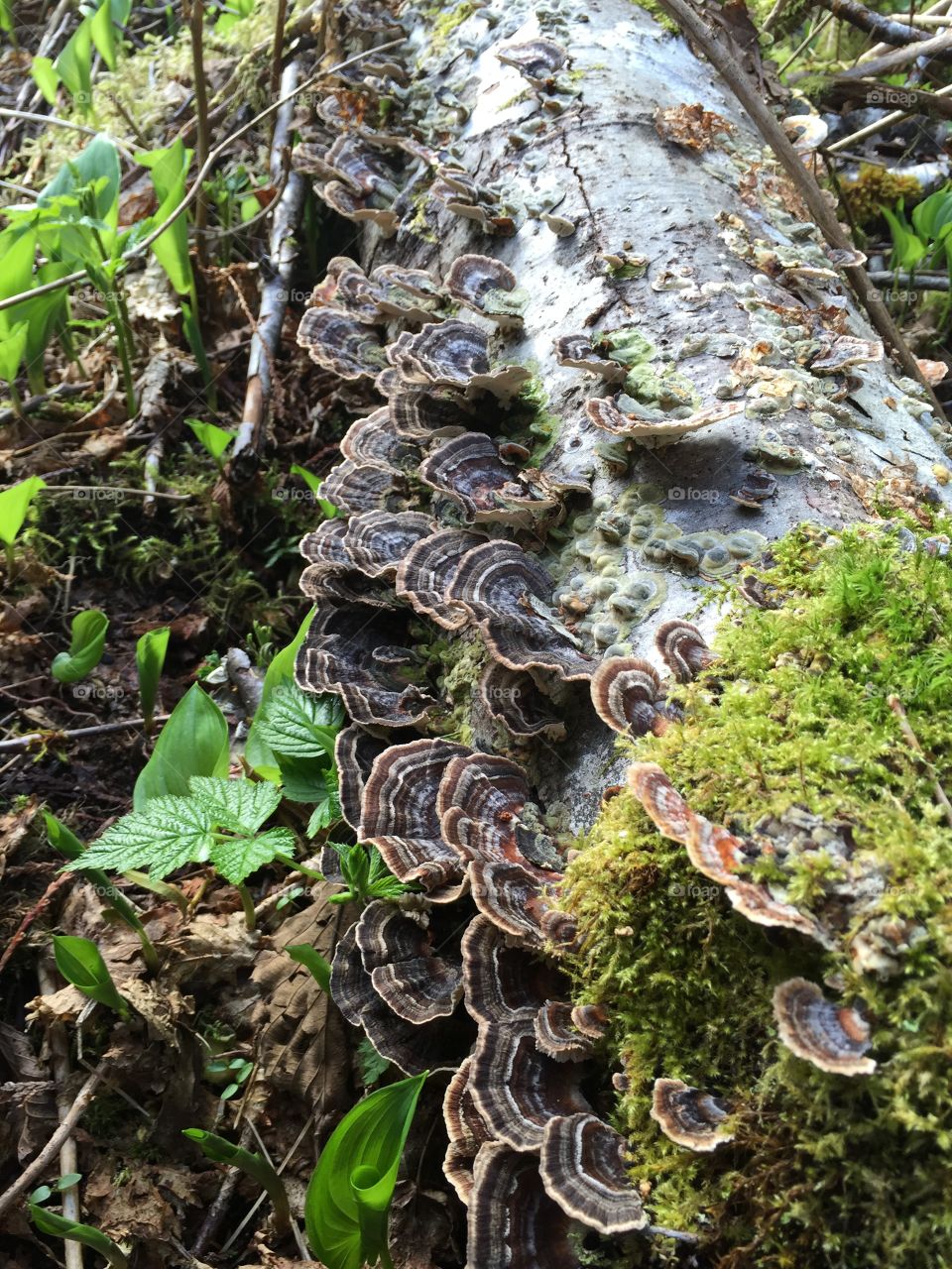 Bright colored turkey tail mushrooms on log