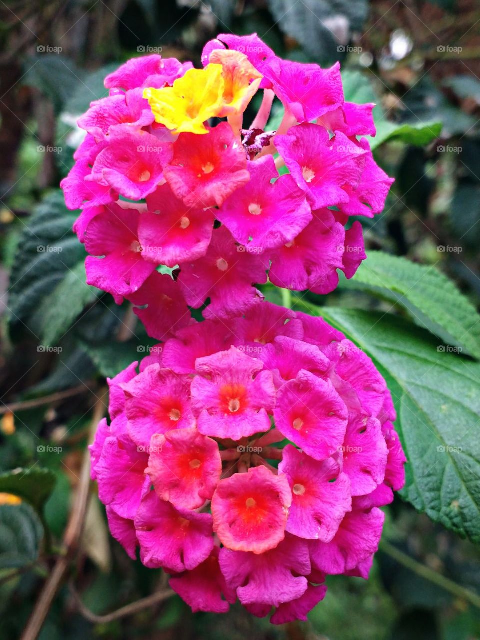 lantana flowers