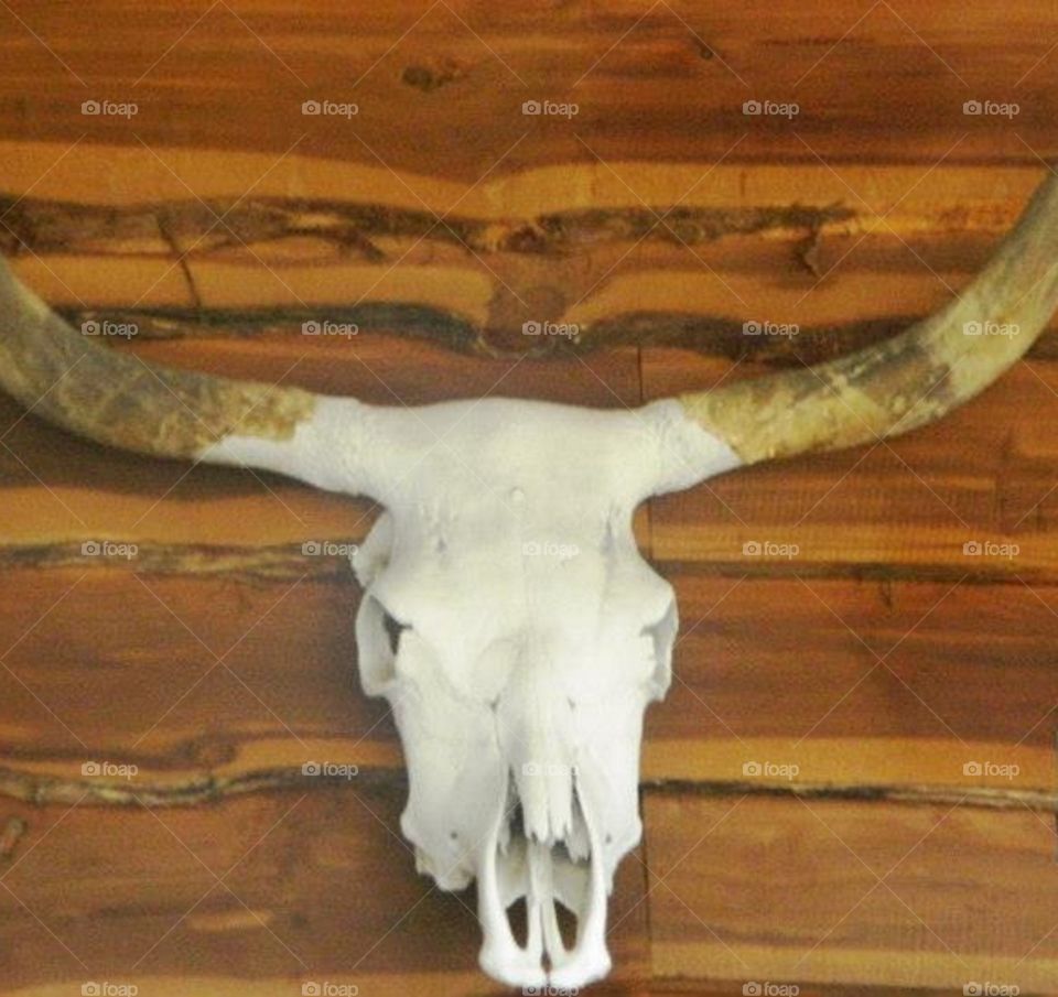 Longhorn skull