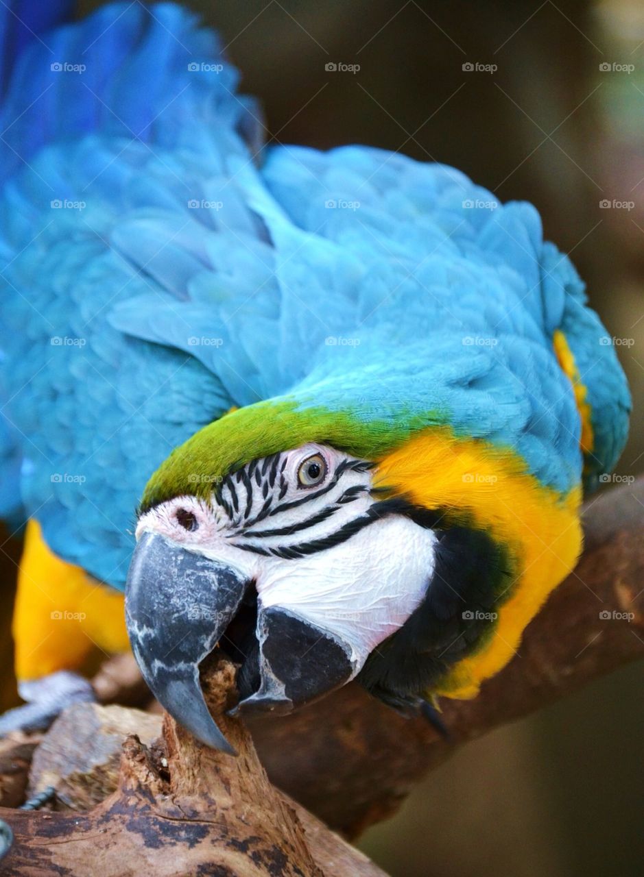 Macaw