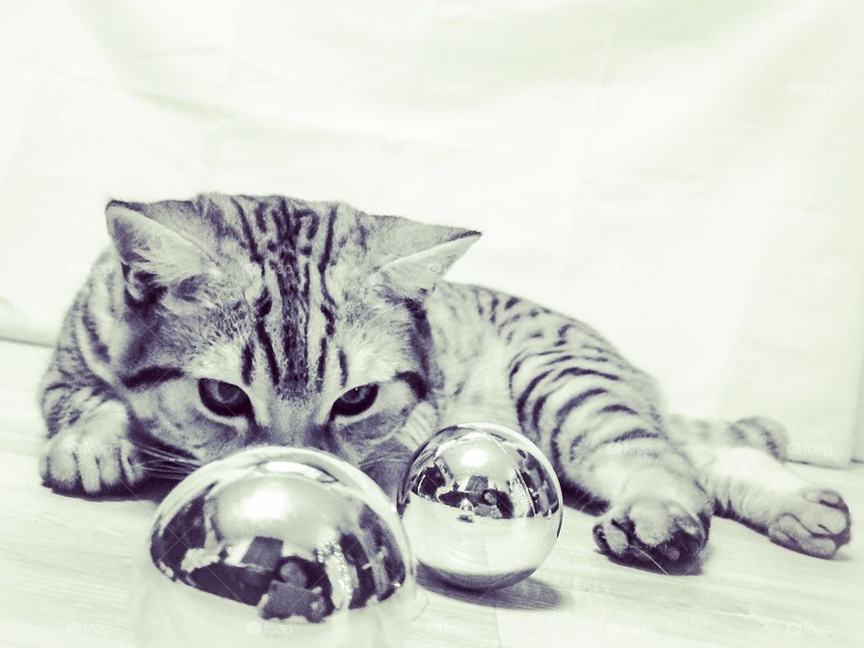 Cat with newyear toy
