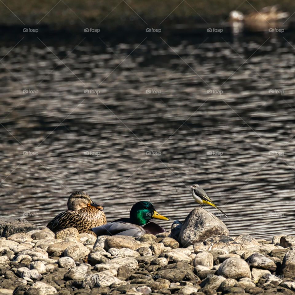 Ducks and bird