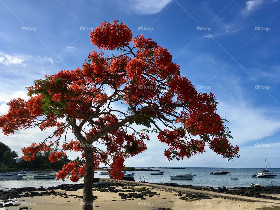 Effortlessly flamboyant is the Le Flamboyant  (Royal poinciana) in Mauritius.