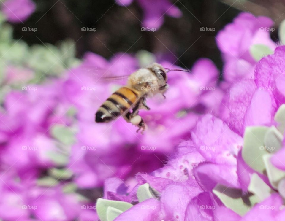 Honey Bee in flight, above blooming Texas sage.