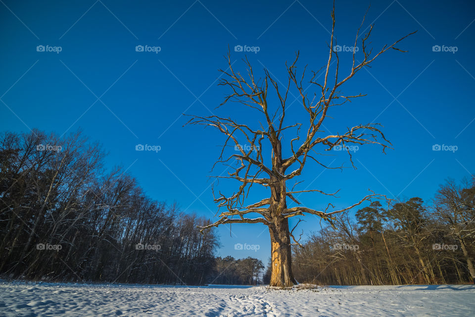 Old tree, Dąbrówka, Leszno, Poland