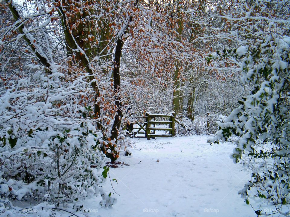 View of snowy landscape