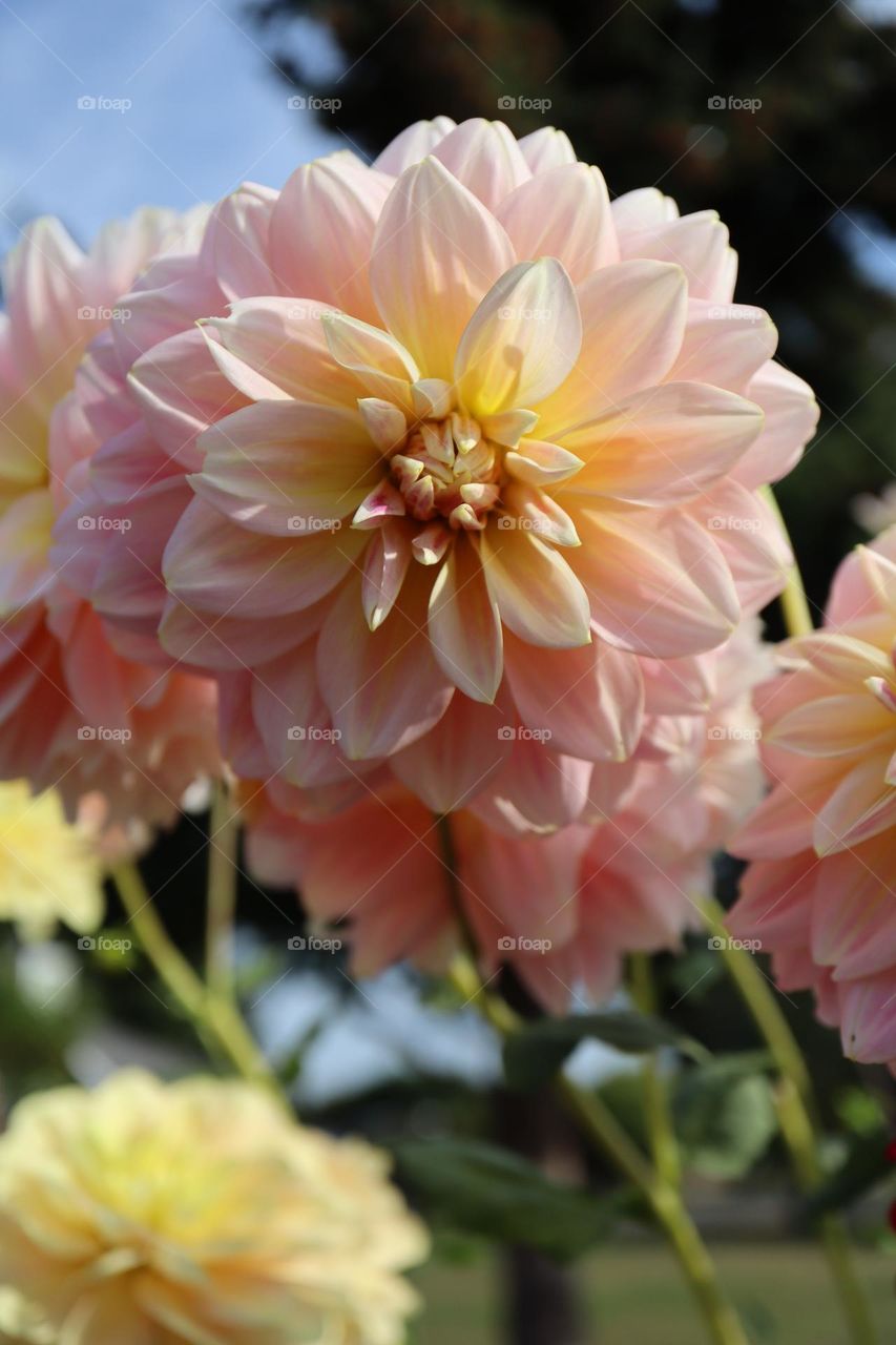 Soft pink dahlia blooms