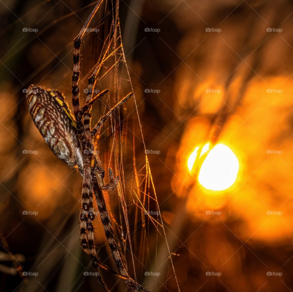 The Banded Garden Spider (Argiope trifasciata) appear as Autumn arrives. Catching some waning light. Raleigh, North Carolina. 
