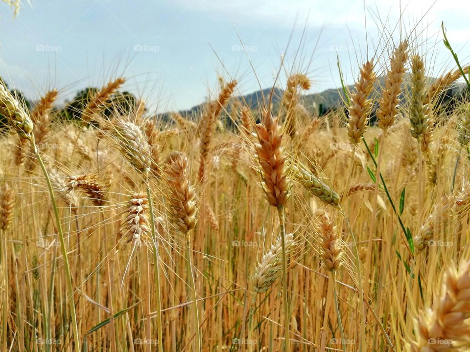 A field of ripe wheat,gold wheat 