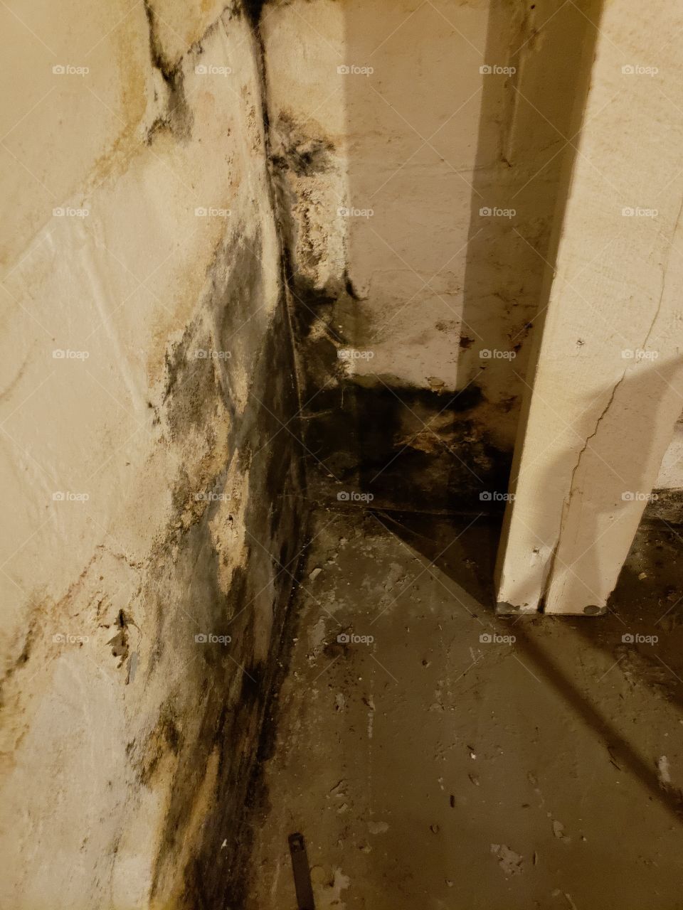 moldy mildew basement brick