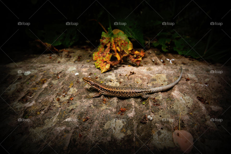 No Person, Nature, Reptile, Wood, Desktop