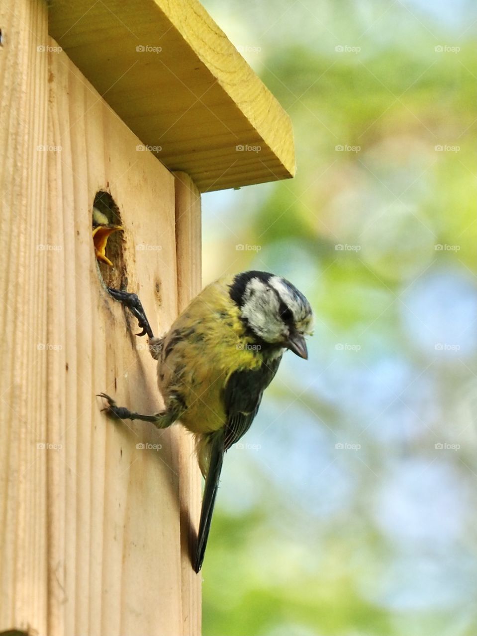 Blue tit and youngster