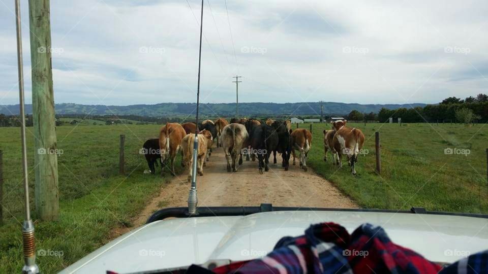 Aussie farm traffic jam!
