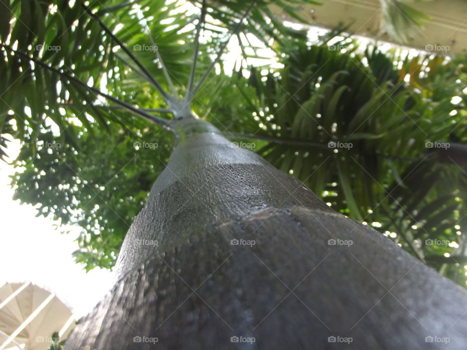 Wet Tree Trunk