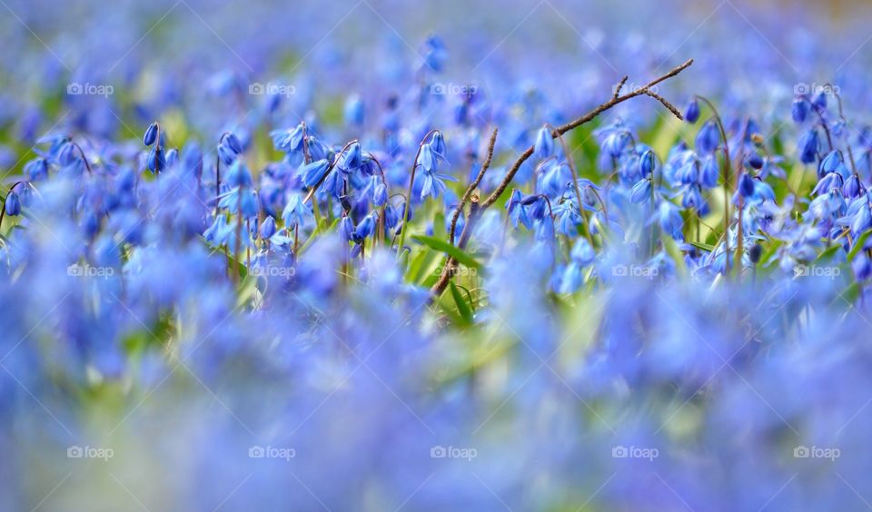 blue snowdrops field in the park in Poland